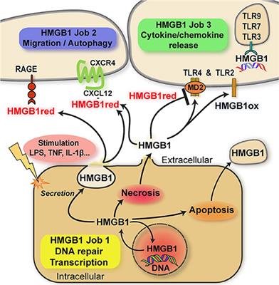 The Multitasking Potential of Alarmins and Atypical Chemokines